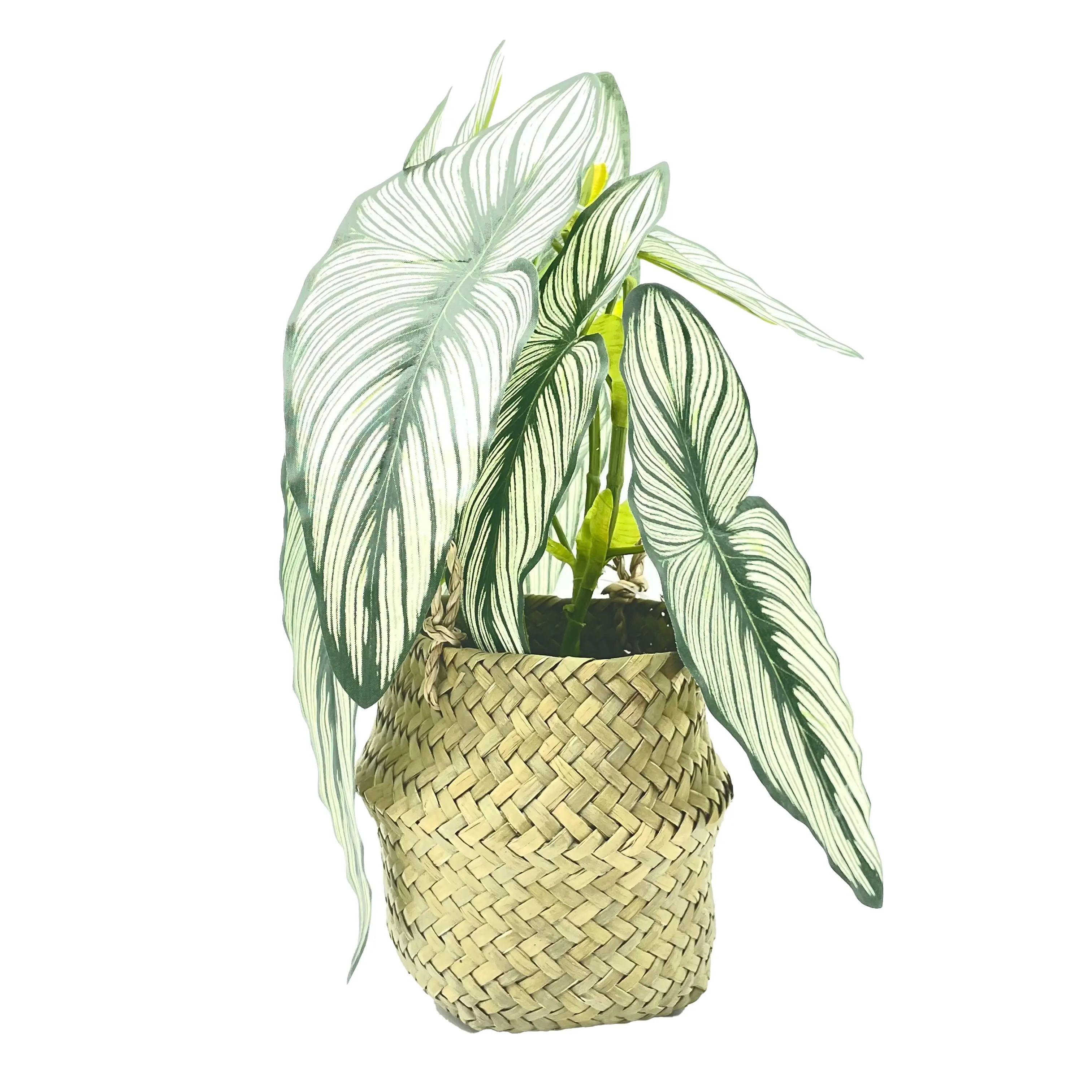 Free sample Polyester green summer white taro natural indoor plants in seagrass storage basket gift stores boutique