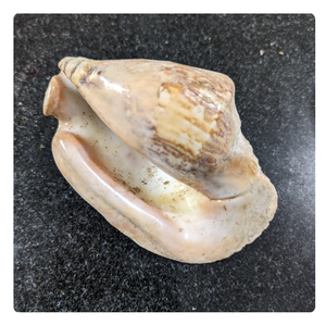 Toptan doğal ABALONE deniz kabukları-dekoratif kullanım için çeşitli boyutlarda büyük plaj kabukları
