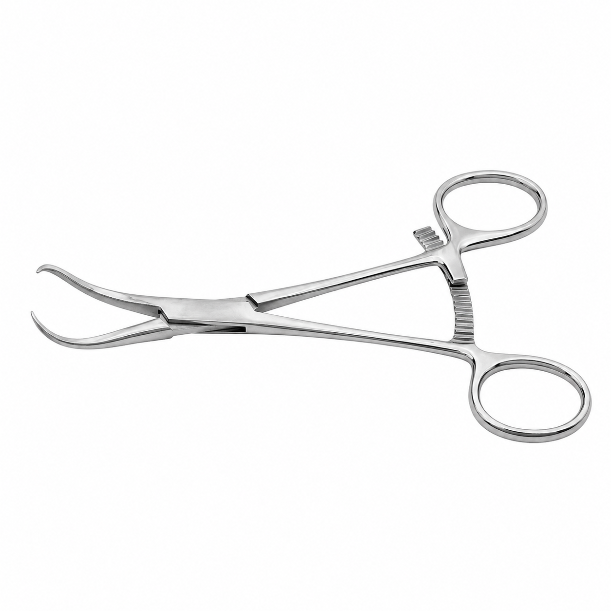 Grande mâchoire dentelée.Longueur totale 9 pouces (23 cm).