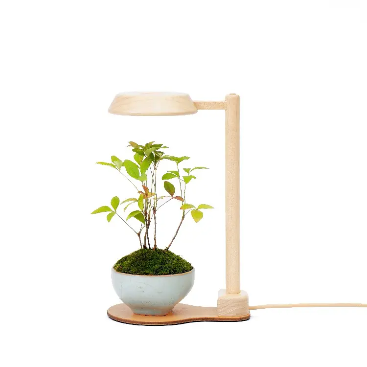 [2.9R-box] toptan LED ahşap akıllı kalori kapalı bitki büyümek işık bitki masa lambası mini teraryum aksesuarları