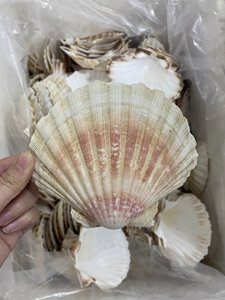 Ev ve gıdalar dekorasyon zanaat Seashell cilalı doğal deniz kabuğu Vietnam OEM ambalaj yapılan