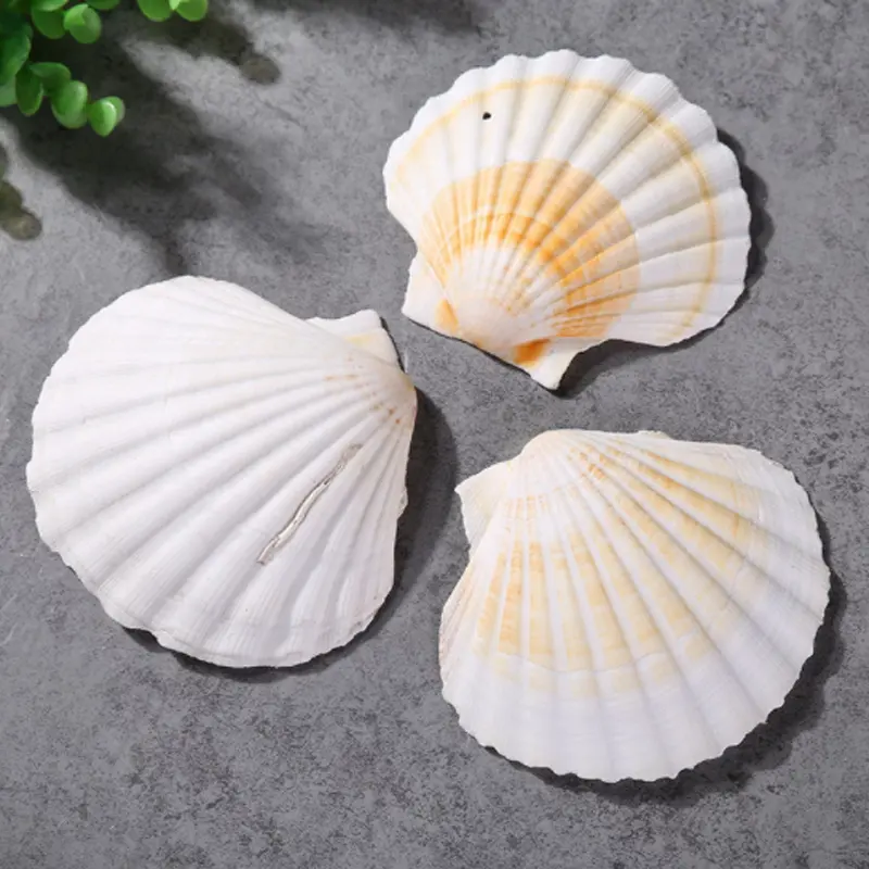 Conchas de conchas naturales para manualidades, conchas grandes blancas de 2-3 pulgadas para decoración del hogar, conchas para hornear para servir comida