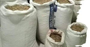 Premium doğal beyaz kakule (<span class=keywords><strong>Kapulaga</strong></span>) tarım ürünü
