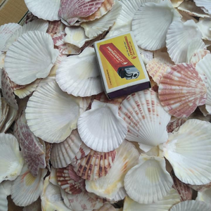 VIET NAM HOANG LINH SG Kimy 84938616690からのクラフト用の輸出/スカラップシェル/シーシェルクラブシェルの準備ができた最高の価格の貝殻 - Product Image 1