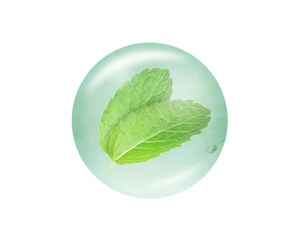 MELALEUCA ALTERNIFOLIA uçucu yağ aromaterapi dünyasında popüler aromaterapi ve cilt bakımı için % 100% saf nane yağı güvenli - Product Image 1
