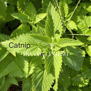 Paquete de Hojas de hierba gatera seca natural para gatos, hierbas de hierba gatera de calidad superior seguras 100% hierba gatera natural de Vietnam Hoang Linh SG