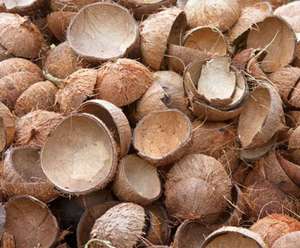Cáscara de coco de Vietnam para carbón activado, biocombustible, uso industrial, piezas rotas y enteras