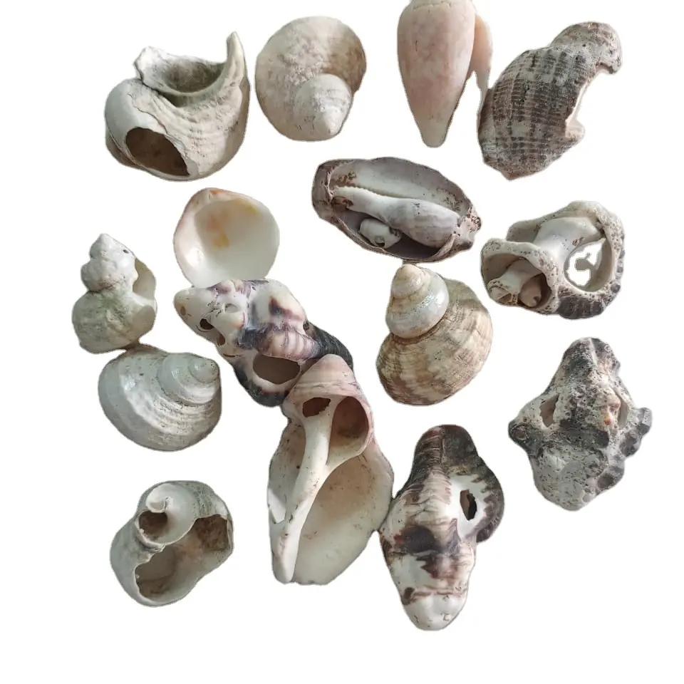 Natural art work special multi color Seashell ecofriendly items used in craft and resin art work cheap fob price in india