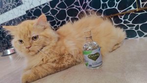 High Quality Factory Direct Crushed <strong>Catnip</strong> Leaf and Stem New Season Harvest Bulk Supply for Cat Enrichment &amp; Health - Product Image 6