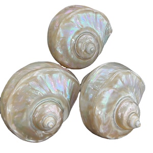 Turbo Imperialis <strong>Shell</strong> Polished From Vietnam Polished and Cleaned Green Turbo Marmoratus Seashells - Product Image 1
