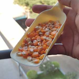 印度小尺寸黄色玉米，高档食品营养丰富，从印度出口50公斤包装 - Product Image 6