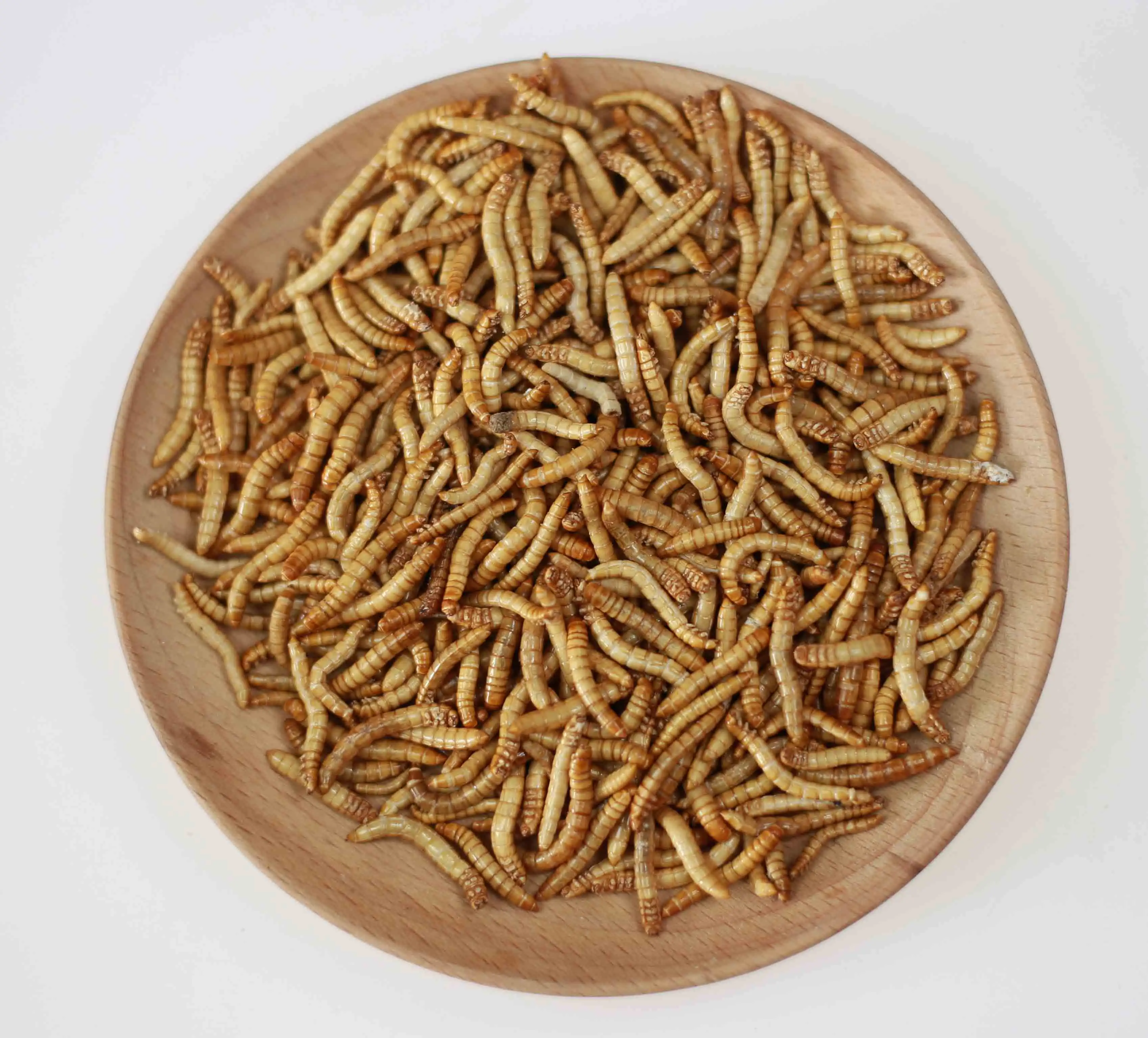 Evcil hayvanlar Protein yemek kurutulmuş Mealworms