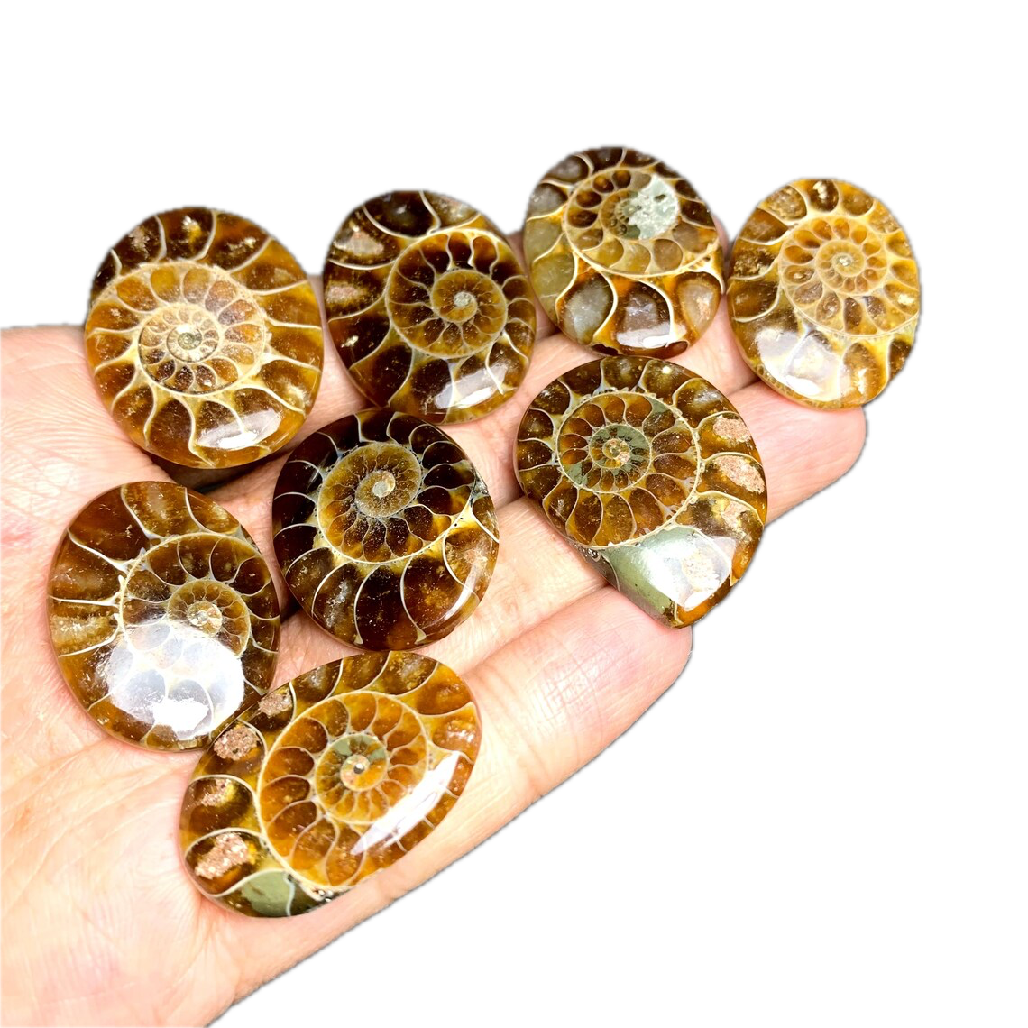 Natural Polished Ammonite Fossils Cabochon Shell