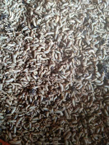 หนอนอาหารสัตว์ปีกอบแห้งหนอนอาหารอบแห้งจากเวียดนาม - Product Image 2