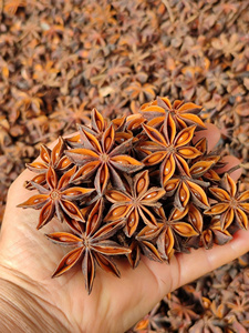 购买新鲜的八角茴香-用异国风味增强您的菜肴