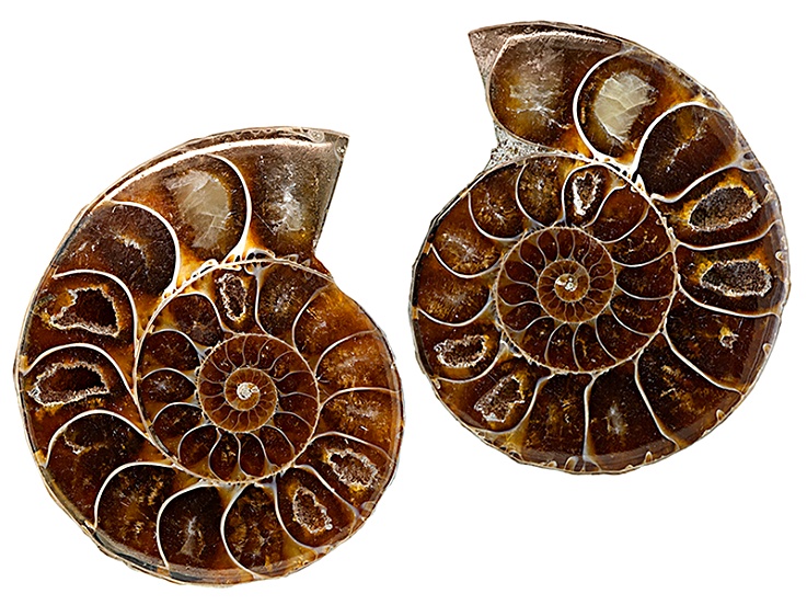 Ammonite Fossils Slice Shell From Madagascar Uniq