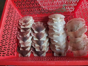 Toptan büyük doğal deniz kabukları plaj deniz kabukları beyaz tarak kabukları dekor için Vietnam ihracat hazır - Product Image 4