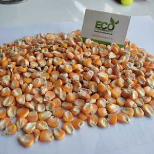 印度小尺寸黄色玉米，高档食品营养丰富，从印度出口50公斤包装