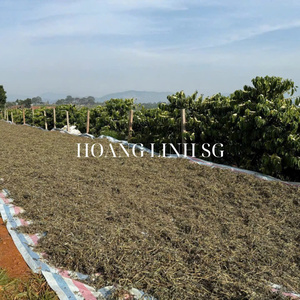 Paquete de Hojas de hierba gatera seca natural para gatos, hierbas de hierba gatera de calidad superior seguras 100% hierba gatera natural de Vietnam Hoang Linh SG