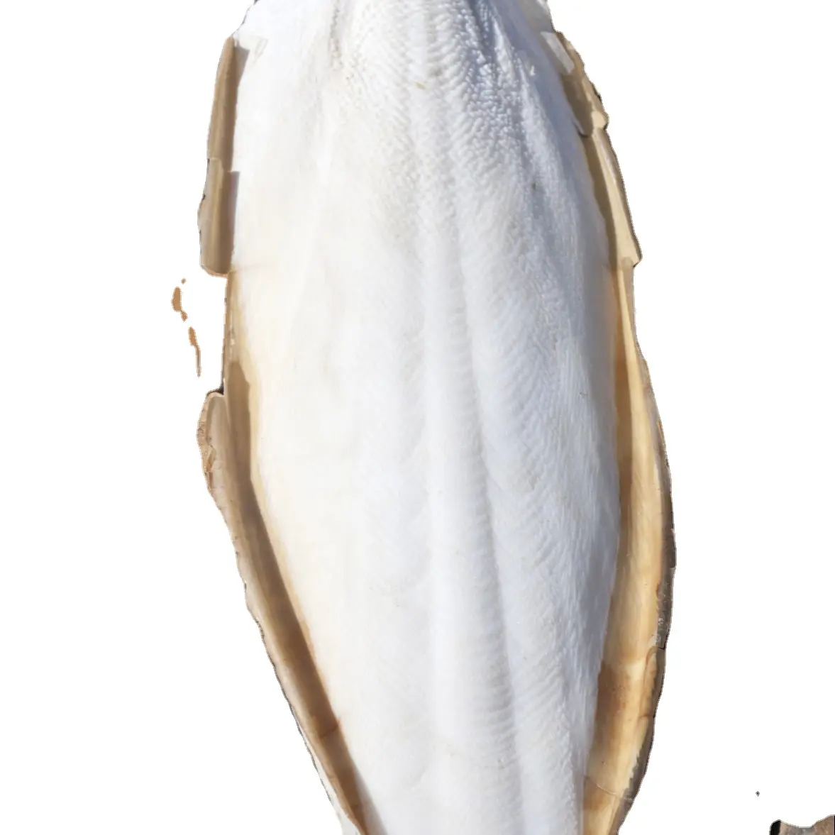 Cortlefish ossos secos/medicamentos/natural do vietnã/ms valero + 84.94 7569180