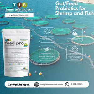 Karides ve balık büyümesini arttırmak için T1B Feed Pro Gut Pro probiyotikler - Product Image 4