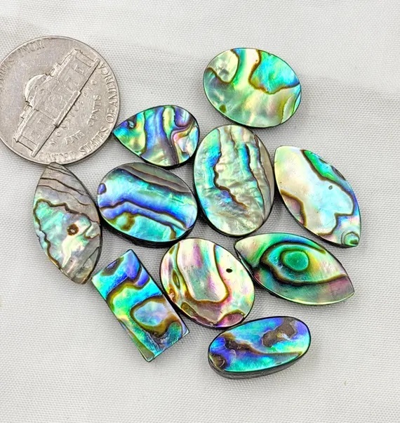 Abalone Shell Price Per Piece