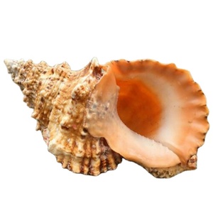 Bel guscio di lumaca sfuso origine in Vietnam/guscio di abalone lucido 99GD - Product Image 1