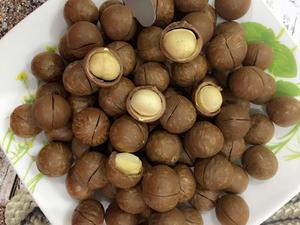 Vietnam <strong>Macadamia</strong> <strong>Nuts</strong> <strong>Shelled</strong> and Unshelled Premium Quality with Competitive Price and Rich Nutrition