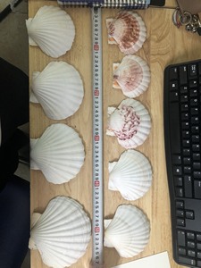 VIET NAM HOANG LINH SG Kimy 84938616690からのクラフト用の輸出/スカラップシェル/シーシェルクラブシェルの準備ができた最高の価格の貝殻 - Product Image 3