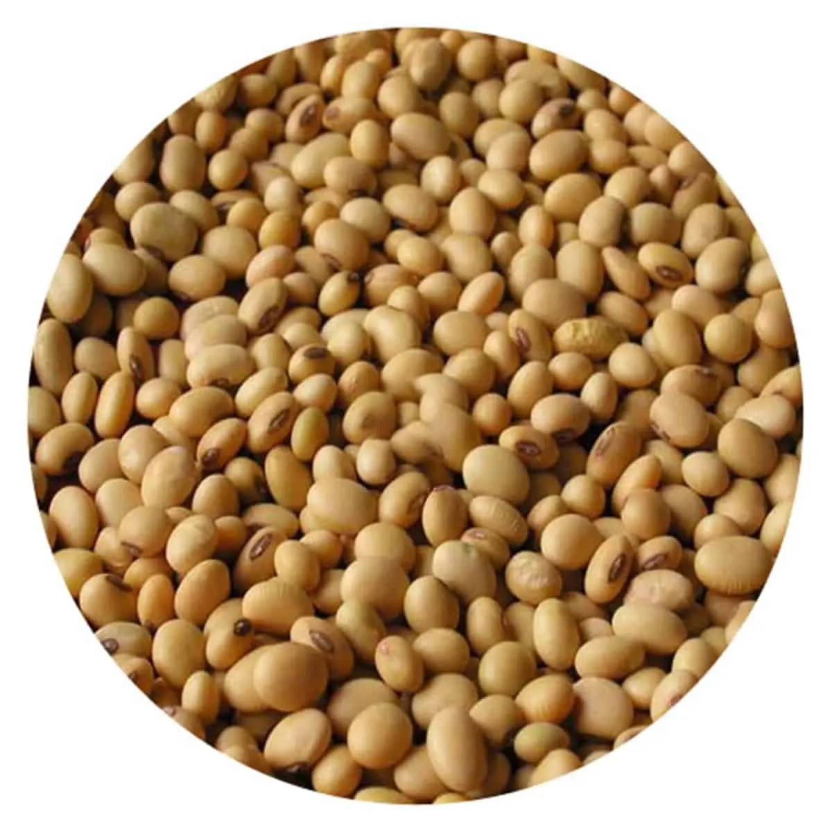 高品質プレミアムナチュラルおよび非GMO黄色大豆種子/大豆/大豆