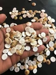 Shiva Eye Shell Gemstone Stone Cabochon Wholesale
