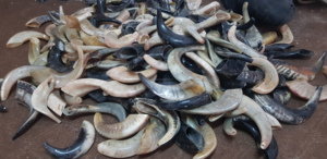 ประวัติเสียง: ฮอร์นของ shofar และความสำคัญในศาสนายิวการเรียกโบราณ: สำรวจการใช้ฮอร์นดื่ม Shofar - Product Image 3