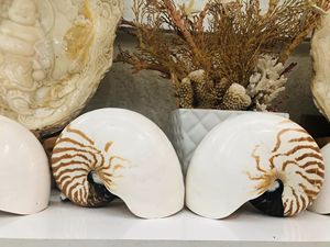 スーパーディール大型洗練されたカウリーシェル環境に優しいベトナムノーチラスシェル貝殻水族館装飾用カタツムリシェル