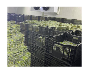 有机IQF BQF工艺冷冻鳄梨浓郁风味骰子半泥散装冷冻鳄梨用于冰沙越南新鲜鳄梨 - Product Image 6