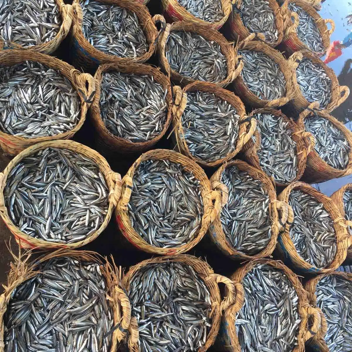 Trockene Meeres früchte-getrocknete Fisch Sardellen aus Vietnam Günstiger Preis OEM Bulk-Meeres früchte (dot)linda(at)gmail(dot)com- Whatsap