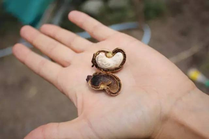 50-80kg/h Cashew Nut Shelling <strong>Machine</strong> <strong>and</strong> Cashew Nut <strong>Sorting</strong> <strong>Machine</strong> to Separate <strong>Shells</strong> <strong>and</strong> <strong>Kernels</strong> - Product Image 2