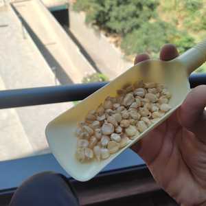 杂交2号白玉米，数量多，税率低，品质好，新袋强包装从印度出口 - Product Image 4