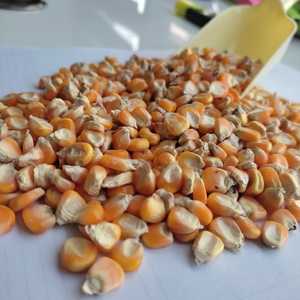 印度小尺寸黄色玉米，高档食品营养丰富，从印度出口50公斤包装