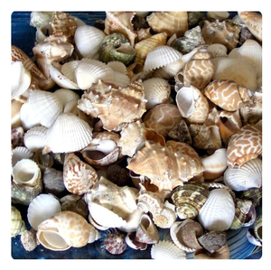 เปลือกหอยเป๋าฮื้อธรรมชาติเปลือกหอยชายหาดขนาดใหญ่หลากหลายขนาดใช้ตกแต่ง - Product Image 6