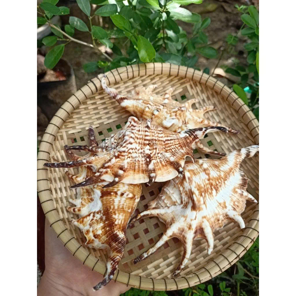 ธรรมชาติ