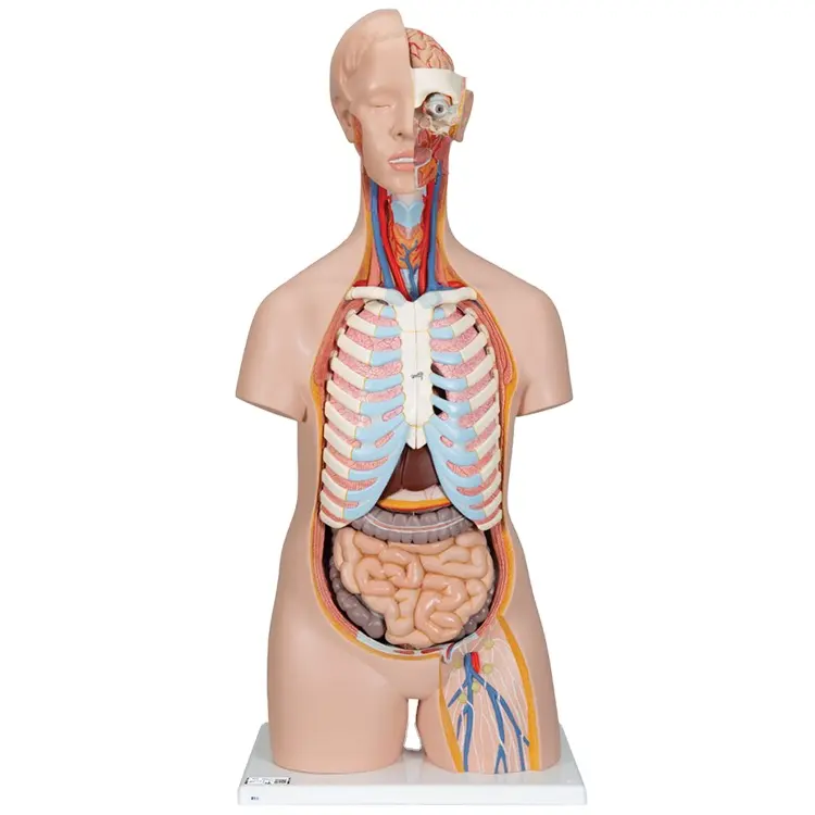 Los estudiantes de hospital de la mejor calidad usan el modelo anatómico de la ciencia médica modelo de torso humano 85cm modelo de torso sin sexo a la venta