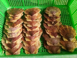 Toptan büyük doğal deniz kabukları plaj deniz kabukları beyaz tarak kabukları dekor için Vietnam ihracat hazır - Product Image 2