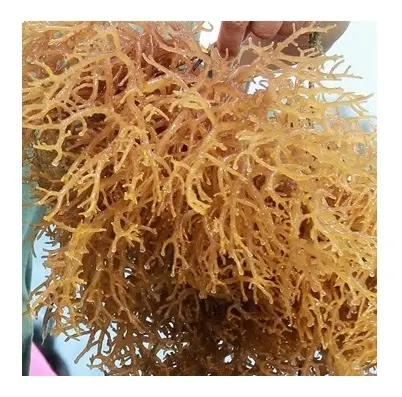 Satış için kaliteli kurutulmuş eucheuma cottonii deniz yosunu iyi-bayan Esther (WhatsApp: + 84963590549)
