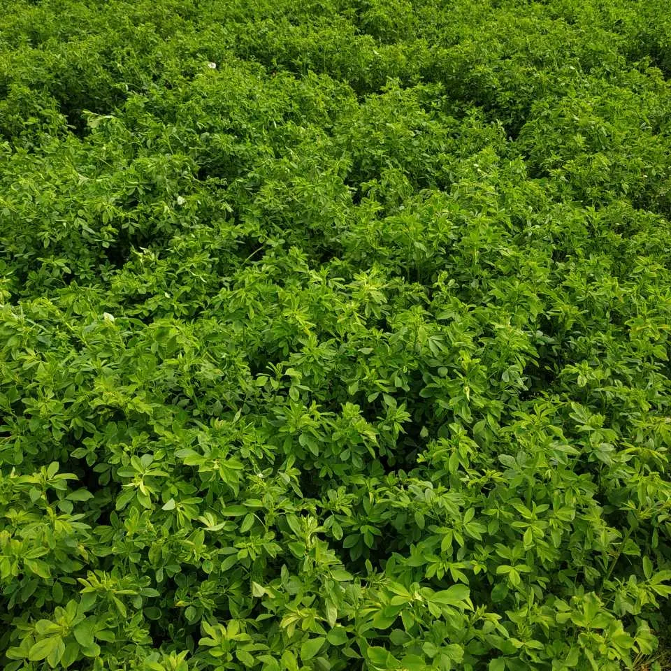 Organische Bio Alfalfa Gras Hooi Fabriek Gedroogde Organische Kip Feed