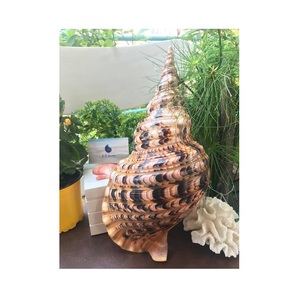 CONCH <strong>SHELL</strong> ROSE MUREX <strong>SHELL</strong> and RAMOSUS MURES BABY <strong>SHELL</strong> FROM VIET NAM 99 Gold Data - Product Image 4