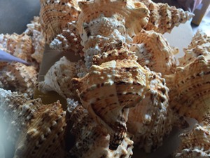 เปลือกหอยทะเลธรรมชาติในขนาดต่างๆสำหรับร้านลูกปัดและของตกแต่งบ้าน - Product Image 4