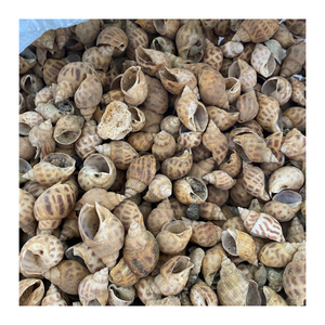 Vietnamca doğal sarı Cowry kabuk birçok boyutları-doğal Cowry Shell ile ihracat için iyi bir fiyat - Product Image 2