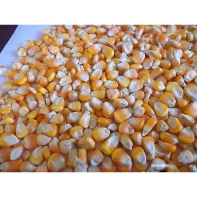 Best price Yellow and White dried Corn for Human and Animal Consumption High Quality Corn Genre