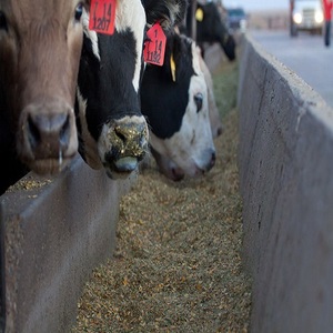 インドネシア100% 化学的パームミール動物飼料PKEPKC高タンパク質パームカーネルケーキ輸出業者、羊、ヤギ<span class=keywords><strong>Gujrat</strong></span> <span class=keywords><strong>PAKISTAN</strong></span>