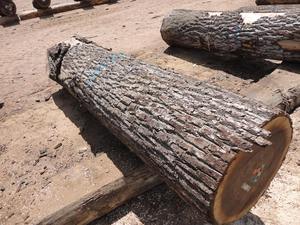 Walnut/ Cherry/ <strong>Ash</strong> Saw <strong>Logs</strong>, 30+ cm